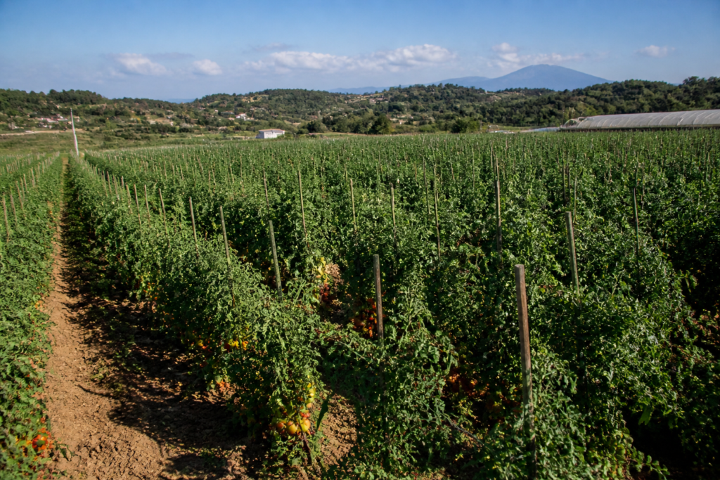 Novel opportunity for tomato protection against bacteriosis – Emergency authorization granted for Ibisco® (Fytosave®) in Italy