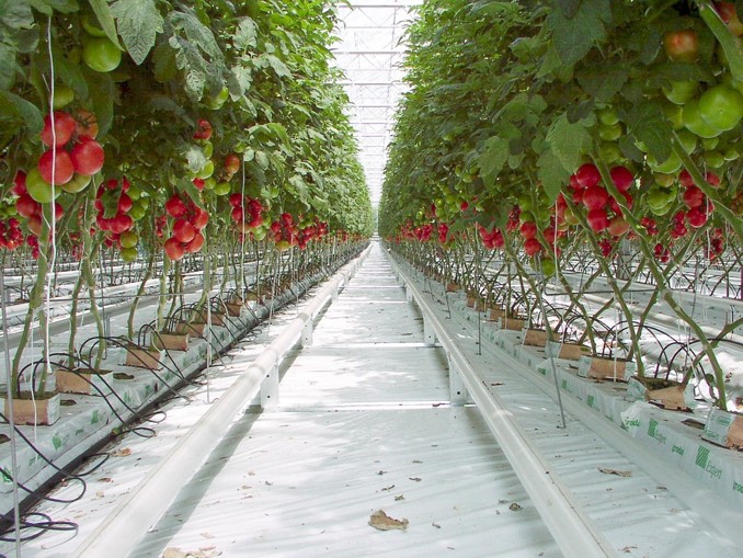 Novel opportunity for tomato protection against bacteriosis.