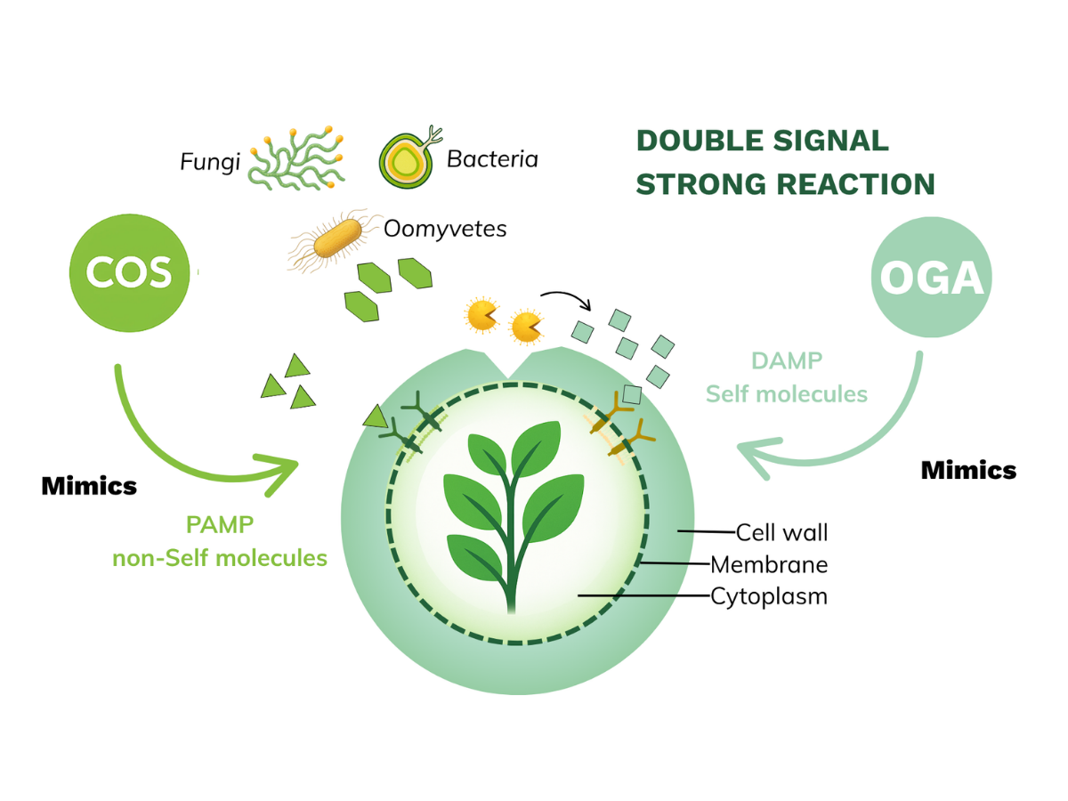 Diagram of the COS-OGA elicitation mechanism and Systemic Acquired Resistance (SAR) pathway