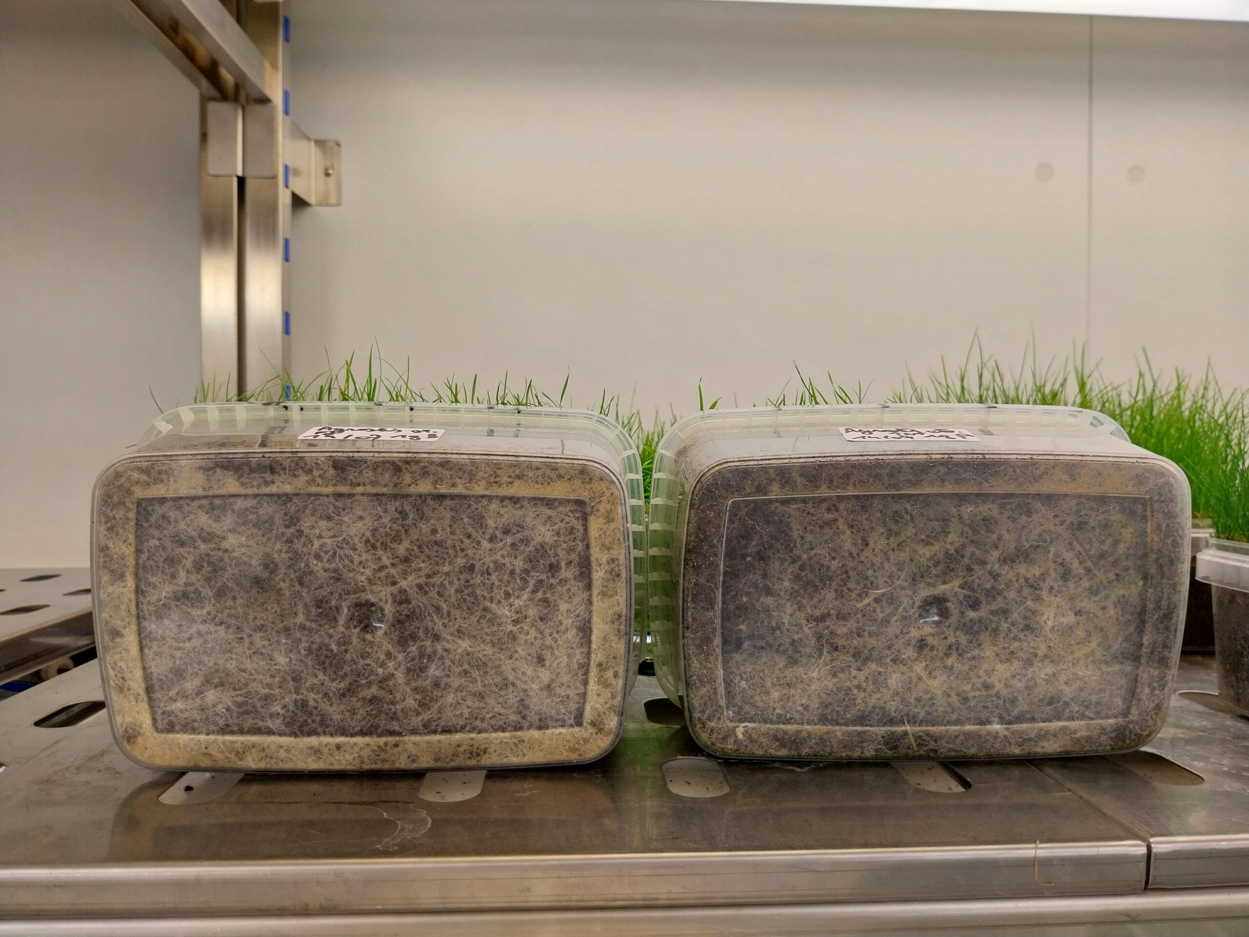 Creeping bentgrass