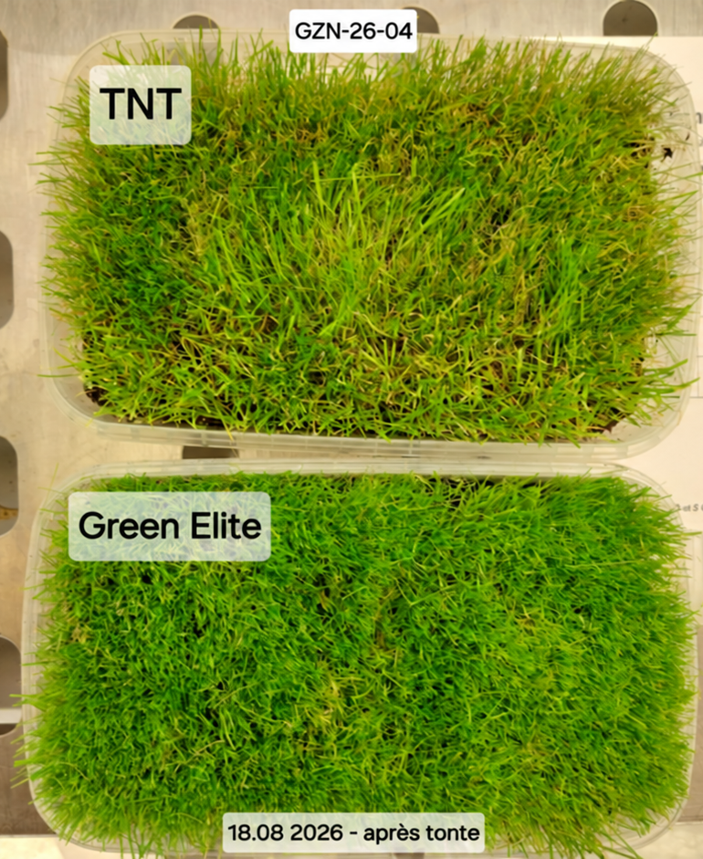 Untreated vs. Green Elite-treated turf comparison (GZN-26-04)